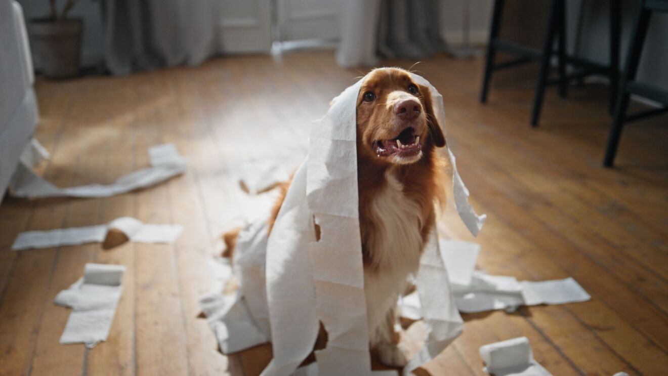 Cão castanho e branco coberto de papel higiénico numa divisão