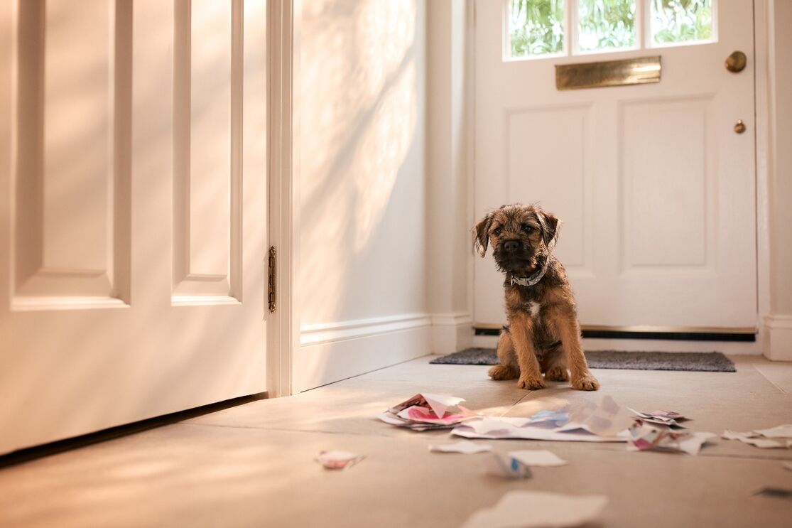 Cão perto de correspondência rasgada na entrada de casa