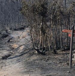 Maioria dos distritos das regiões Norte, Centro e Algarve em risco máximo de incêndio