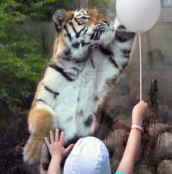 Zoo na Dinamarca pede doação de animais de estimação para alimentar os seus predadores