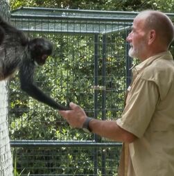 Macacos ajudam veteranos de guerra a ultrapassar stress pós-traumático