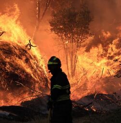 Proteção Civil registou 73 ocorrências de incêndios