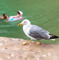 Gripe das aves detetada em ave selvagem na Costa da Caparica