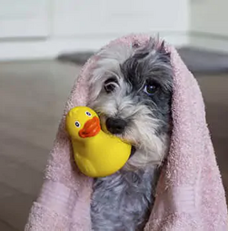 O seu patudo tem um mau odor? Tenha atenção, pode não ser do calor! Há infeções que podem gerar cheiro intenso: saiba tudo