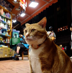 Gatos dão nas vistas em Hong Kong: eleição para “Rei dos Gatos” agita cidade