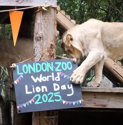 Leões em clima de brincadeira celebram o Dia Mundial deste animal em Londres