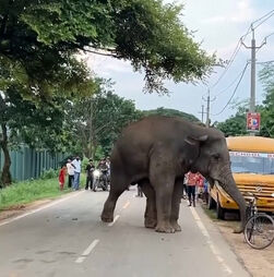 Invade lojas e provoca trânsito: Elefante ferido visita aldeia indiana à procura de comida  