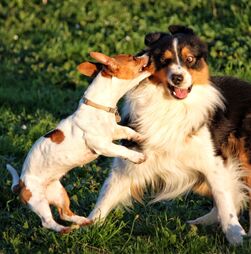 Cuidar de um cão de grande porte é diferente do que viver com um cão mais pequeno. Saiba aqui quais são os maiores desafios