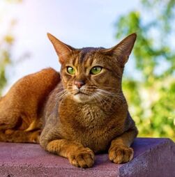 Quem disse que os gatos são animais solitários? Conheça as 4 raças que adoram humanos