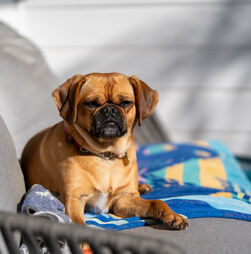 Protetor solar para pets? Saiba quando e como usar