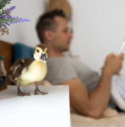 Patos: os amigos improváveis lá de casa