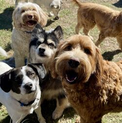 O seu animal de estimação está sozinho em casa? Veja o que as estrelas fazem para os entreter!