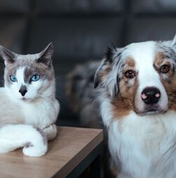 Sofre de alergias? Estas raças de cães e gatos são seguras para adotar