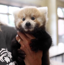 Ternura em dose dupla: duas crias de panda-vermelho nascem no Zoo de Knoxville e encantam com os sons que emitem