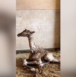 O momento emocionante em que cria de girafa nasce no Badoca Safari Park