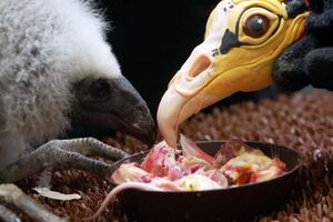 Fantoches ajudam a cuidar de crias de abutre no zoo de Praga 