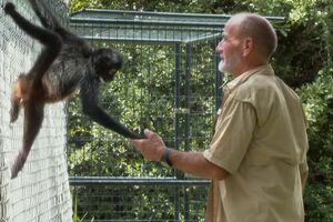 Macacos ajudam veteranos de guerra a ultrapassar stress pós-traumático  