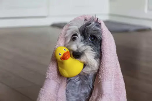 Cão com toalha e pato de borracha, após banho para combater mau cheiro