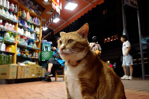 Gatos dão nas vistas em Hong Kong: eleição para “Rei das Lojas” agita cidade