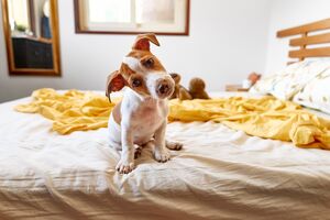 Cão oferece "presentes" perto da cama por instinto