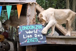 Leões em clima de brincadeira celebram o Dia Mundial deste animal em Londres 