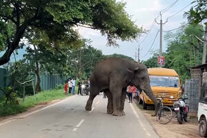 Invade lojas e provoca trânsito: Elefante ferido visita duas vezes por dia aldeia indiana à procura de comida