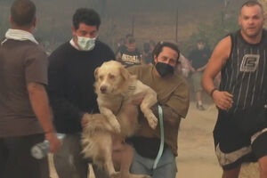 Cães, ovelhas e burros: animais resgatados devido a incêndio em cidade portuária da Grécia