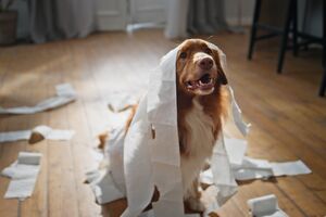 Cão castanho e branco coberto de papel higiénico numa divisão