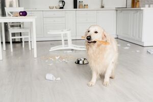 Cão golden retriever com colher de pau na boca, em cozinha desarrumada