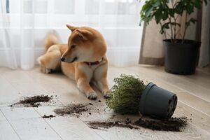 Cão Shiba Inu perto de vaso de planta derrubado no chão