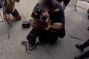 Saltos e lambidelas: o reencontro emocionante de um cão roubado com o dono