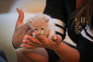 Guia para adotar um gatinho bebé: prepare-se para o novo membro da família