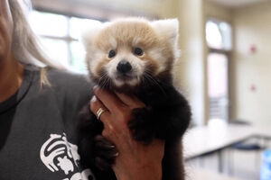 Ternura em dose dupla: duas crias de panda-vermelho nascem no Zoo de Knoxville e encantam com os sons que emitem