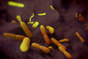 A bactéria Yersinia pestis não está erradicada. Pode ser transmitida através de pulgas ou roedores infetados