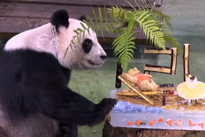 Yuanyuan, a panda mais velha de Taiwan, celebra 21 anos de vida