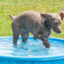 Os cães podem nadar em piscinas com cloro? Saiba aqui a resposta e quais os principais cuidados a ter