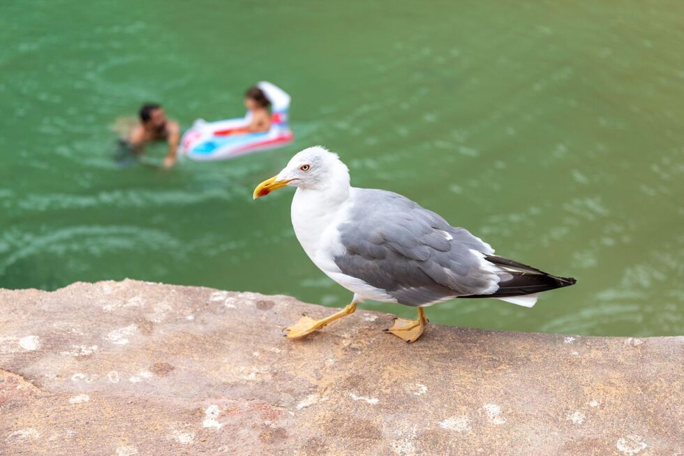 Gaivota na Costa da Caparica com foco de gripe das aves detetado pela DGAV