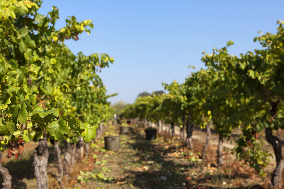 A Vinha Marialva, na Bairrada, de onde é feito o Marquês de Marialva rosé