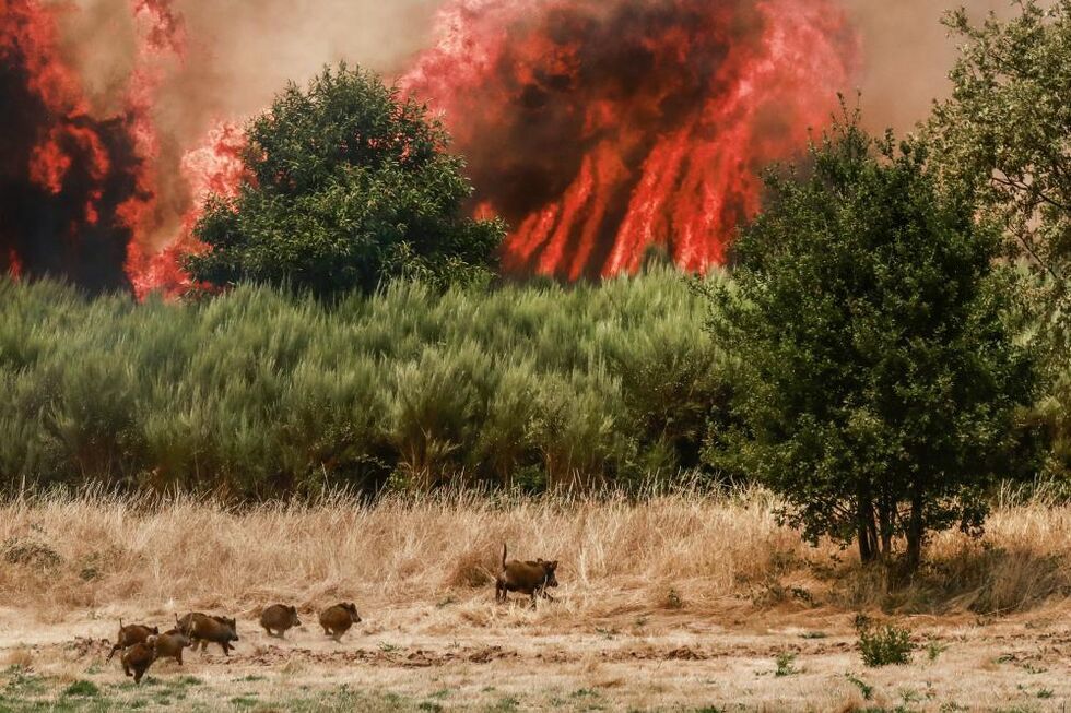 Incêndios rurais afetam Portugal Continental, com fogos preocupantes em Vila Real, Trancoso, Covilhã e Tabuaço