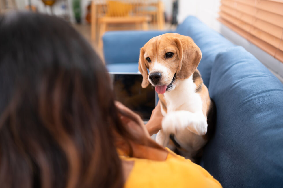 Cão observa dono, procurando interação e lendo o seu estado de espírito