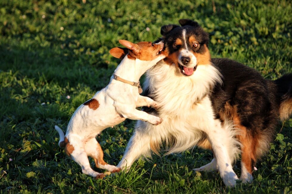 Cães de grande e pequeno porte necessitam de cuidados diferentes para uma vida longa e saudável