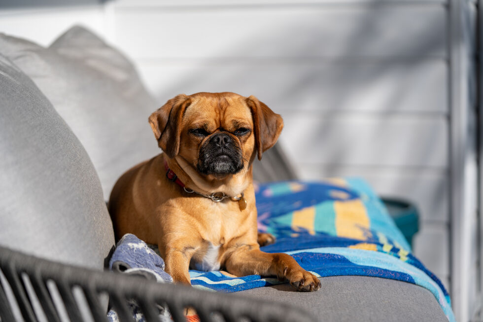 Cão precisa de protetor solar para evitar problemas de pele