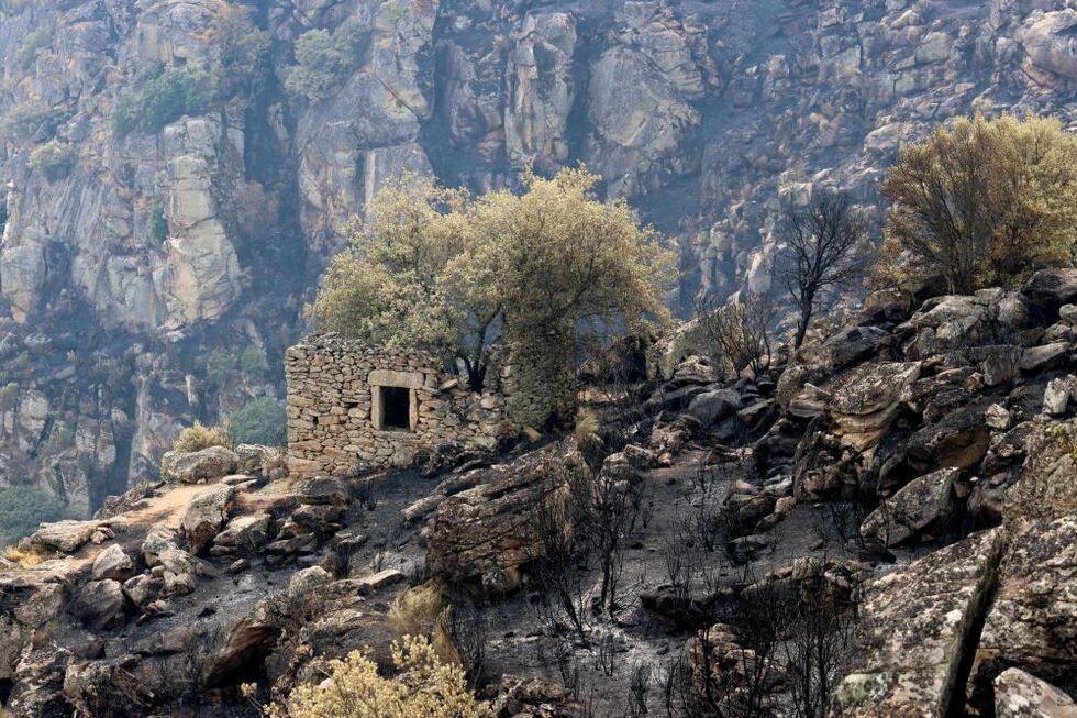 Freixo de Espada à Cinta: Concelho pede 'Calamidade' ao Governo após incêndio