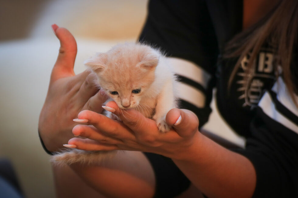Guia para adotar um gatinho bebé: prepare-se para o novo membro da família