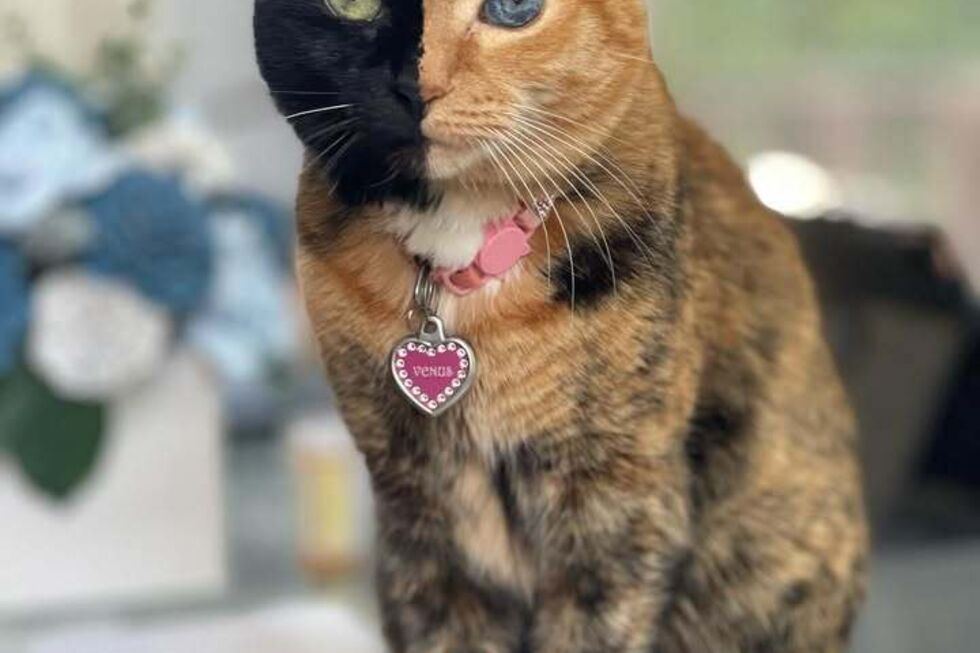 Venus, the Two Faced Cat