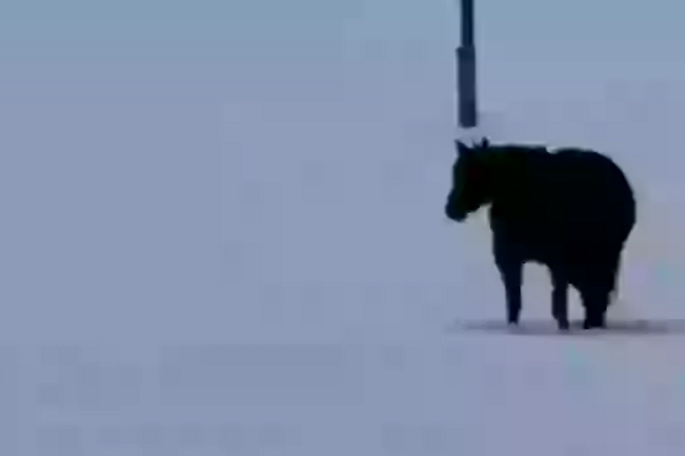 Desafio: Para onde caminha o cavalo?