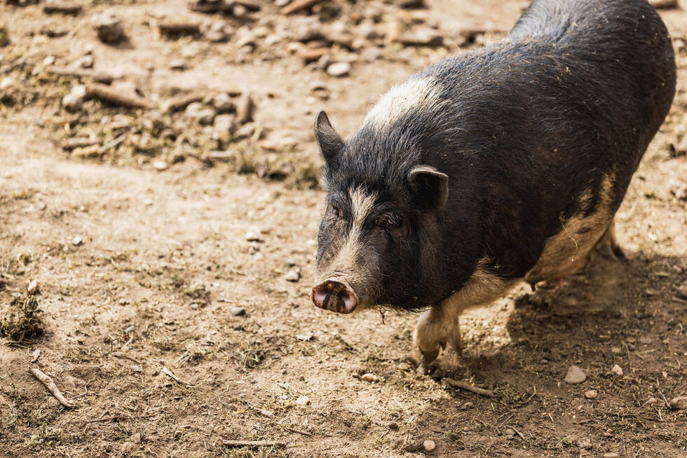 Não há cura para a doença