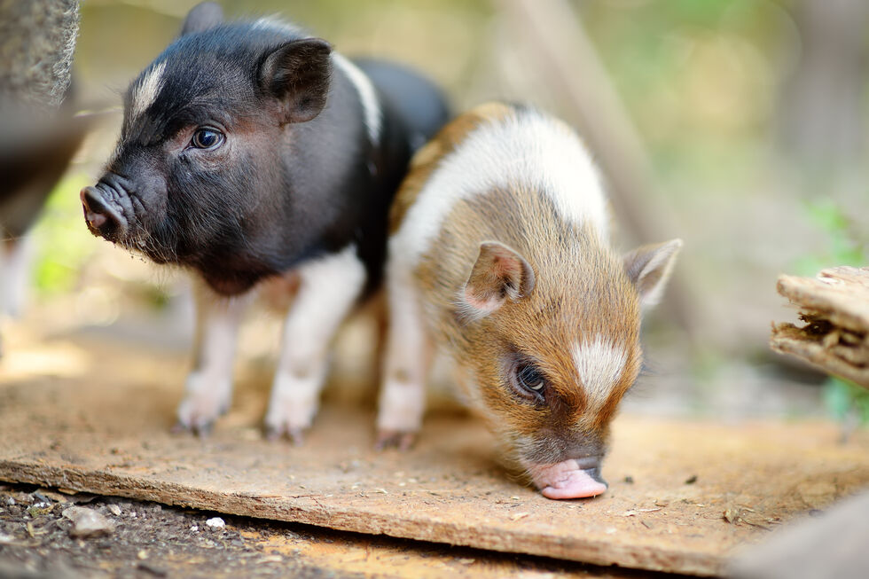 Porcos de estimação: conheça raças adequadas para adoção e integrar na família