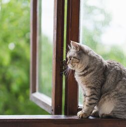 Vive num apartamento alto e o seu gato é um aventureiro? Saiba como manter as janelas e varandas seguras para evitar acidentes