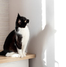 Afinal, porque é que os gatos ficam tão fascinados por sombras e lasers?